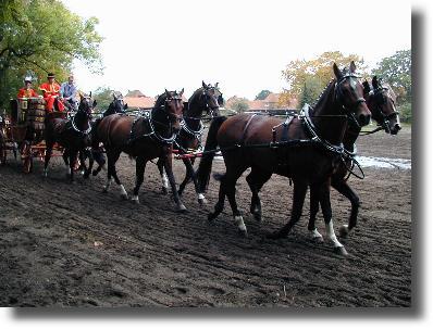 6-Sp&auml;nner Kutsche auf der Hengstparade in Celle