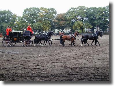 Hengstparade in Celle
