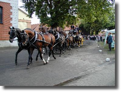 8-Sp&auml;nner Kutsche auf der Hengstparade in Celle